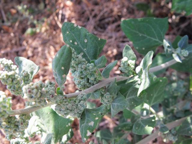 Chenopodium vulvaria